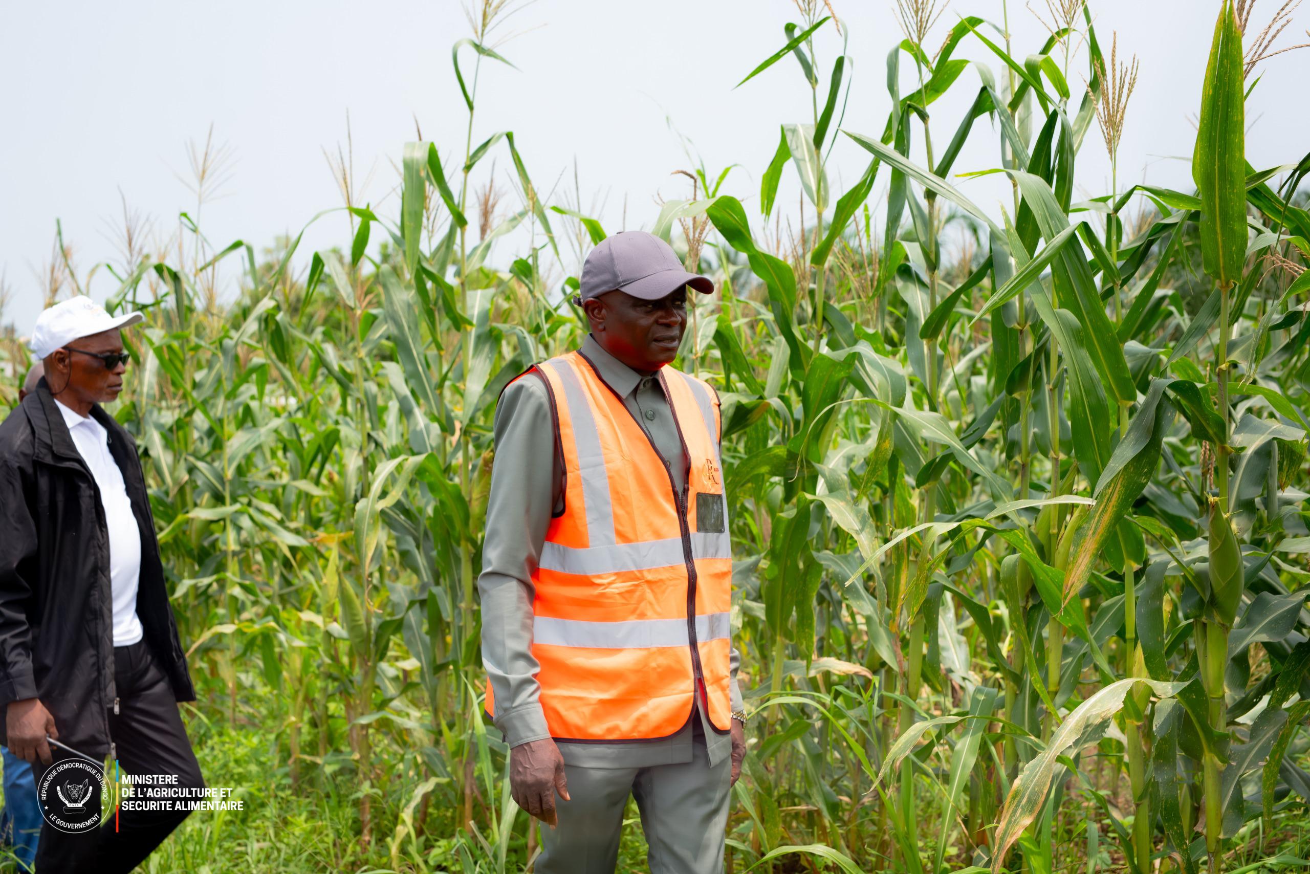 VISITE DE 800 HECTARES DE MAIS DU GROUPE D'ENCADREMENT RURAL (GER) PRETS POUR LA RECOLTE A LUOZI